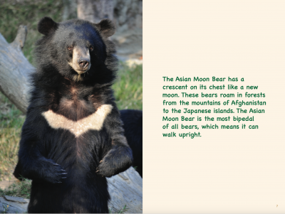 nonfiction books about bears